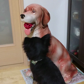 愛犬ポッキーと陶器のわんこのほのぼの動画の画像