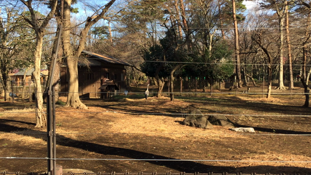 井の頭自然文化園のツル、求愛行動の激しさにびっくり！の記事動画