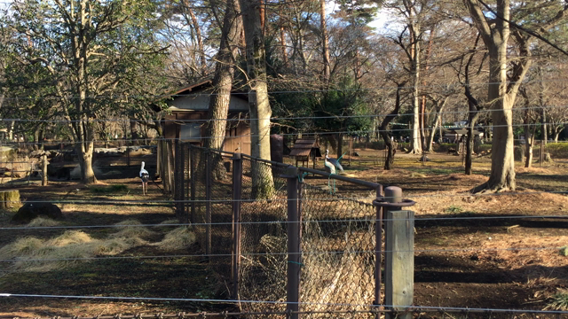 井の頭自然文化園、求愛のツルはここに。の記事動画