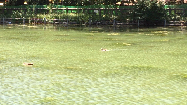 井の頭公園池の水がきれいな理由はかいぼりの結果です。の記事動画