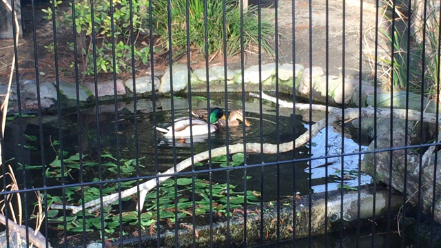 井の頭公園の鳥たちも♪♪ラブLOVE〜♪の記事動画