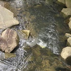 島の清流に魚影をさがすの画像