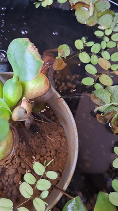 メダ活初心者上手くいかなすぎるの記事動画