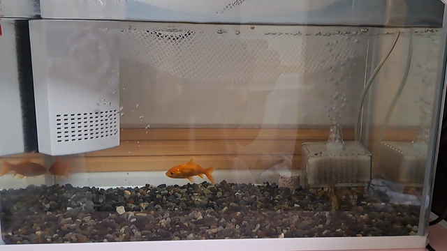保育園お迎え&うちの金魚達の記事動画