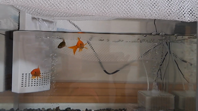 最近の我が家の金魚達の記事動画