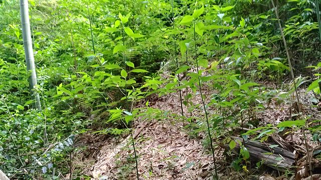 北田原城址の記事動画