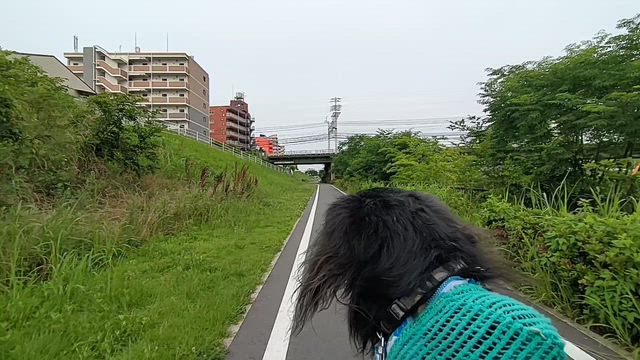 シクロジャンブル2026。の記事動画