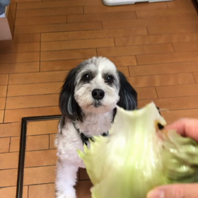 おやつはレタスの画像