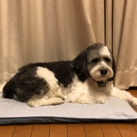 歯磨きガムが歯に詰まるの画像