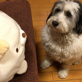 弟子っこ5号とご対面動画の画像