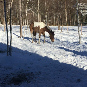 雪遊びを覚えたプリエールの画像