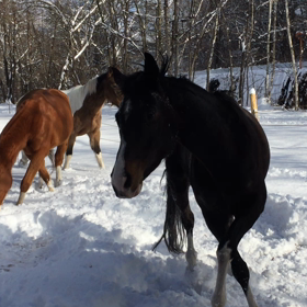雪で遊ぶ馬たち。の画像