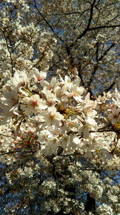桜の歌が聞こえてくるよ♪の記事動画