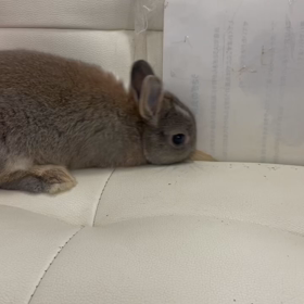 ジャンピングゴロン（≧∇≦）ハァハァ言ってますが、変態うさぎではありません(￣^￣)ゞの画像