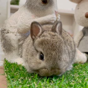 MA3ちゃん、MA4ちゃん、生後28日目の画像