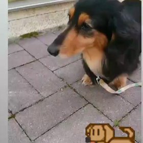 癒される動物の画像や動画教えて！の画像
