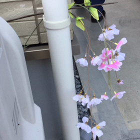 どこでも咲く桜の画像