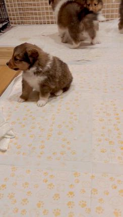 ネネっ子の記事動画