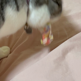 初めてのまたたびの画像