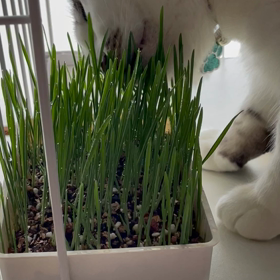 今週も猫草が育ちましたの画像