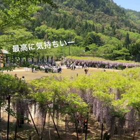 藤と芝桜の動画の画像