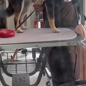 柴犬を爪切りに連れて行きましたの画像