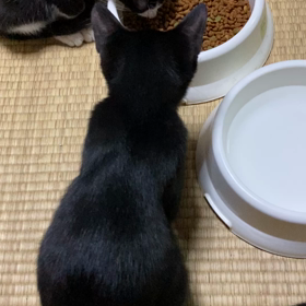 9／27  ナナちゃん　力関係で負けるの画像
