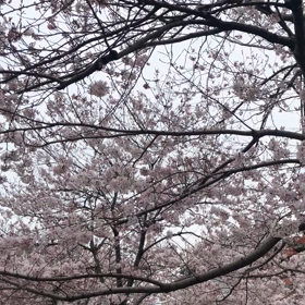 今日も海ではなく桜の画像