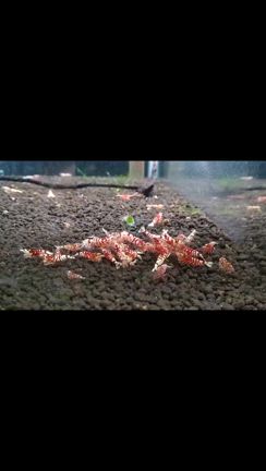 【甲駿えび】さんのファンシータイガーの食事中　2024/03/27の記事動画