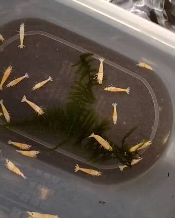 【ノラ】さんのレッドビーシュリンプとホワイトシュリンプが入荷しました 2024/03/15の記事動画