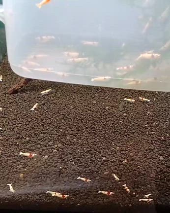 【ノラ】さんのレッドビーとホワイトシュリンプ 入荷しました　2024/04/05の記事動画