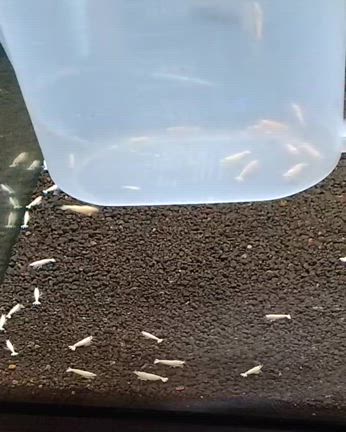 【ノラ】さんのレッドビーとホワイトシュリンプ 入荷しました　2024/04/05の記事動画