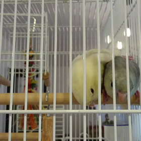 お預かり７日目の画像