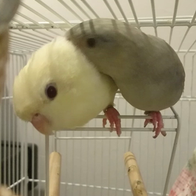 お預かり５日目の画像