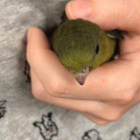 里親に出せる自信が無いの画像