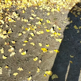 落葉の画像