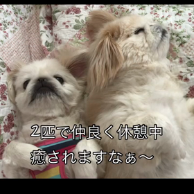 ペキニーズのお昼寝タイムの画像
