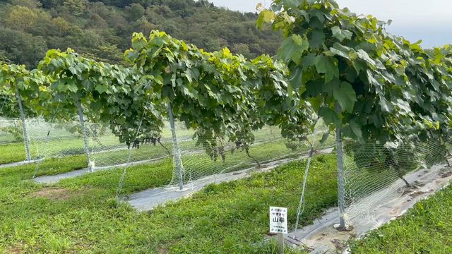 中頓別町のワイン事業　2025年ヴィンテージとワインセミナーの記事動画