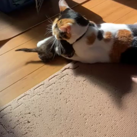 保護ネコちゃん「もずく」の画像