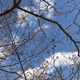 子犬の日向ぼっこ　桜の画像
