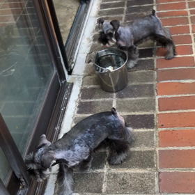 仔犬達の画像