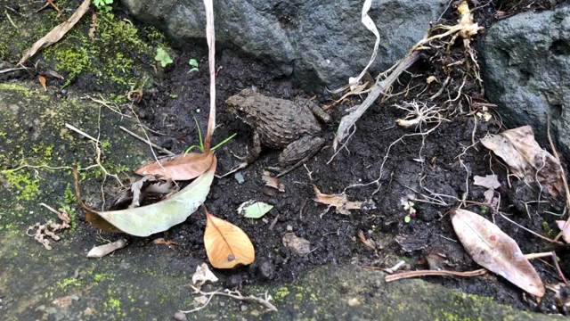 北鎌倉の記事動画