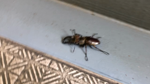 ミヤマクワガタの記事動画