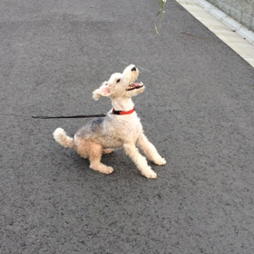 遊ぶジーコさんの画像