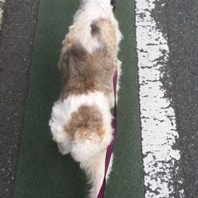 動画の銀さんの画像