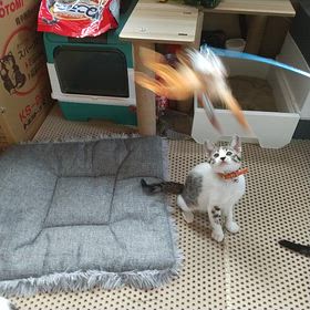 今日のにゃんこの画像