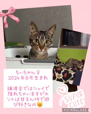 10月5日明日！東部会館譲渡会です！の記事動画