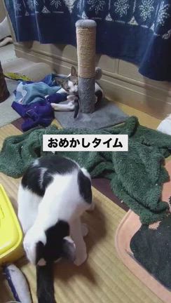 ９月28日教行寺譲渡会参加の猫ちゃん達紹介！の記事動画