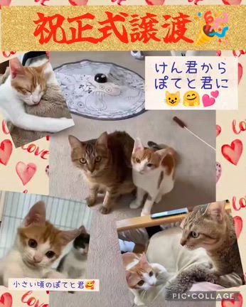 けんくん、正式譲渡おめでとうございますの記事動画