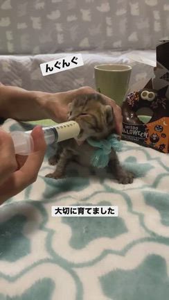 どどくん、じゅじゅくん正式譲渡の幸せ報告(⋈◍＞◡＜◍)。✧♡の記事動画